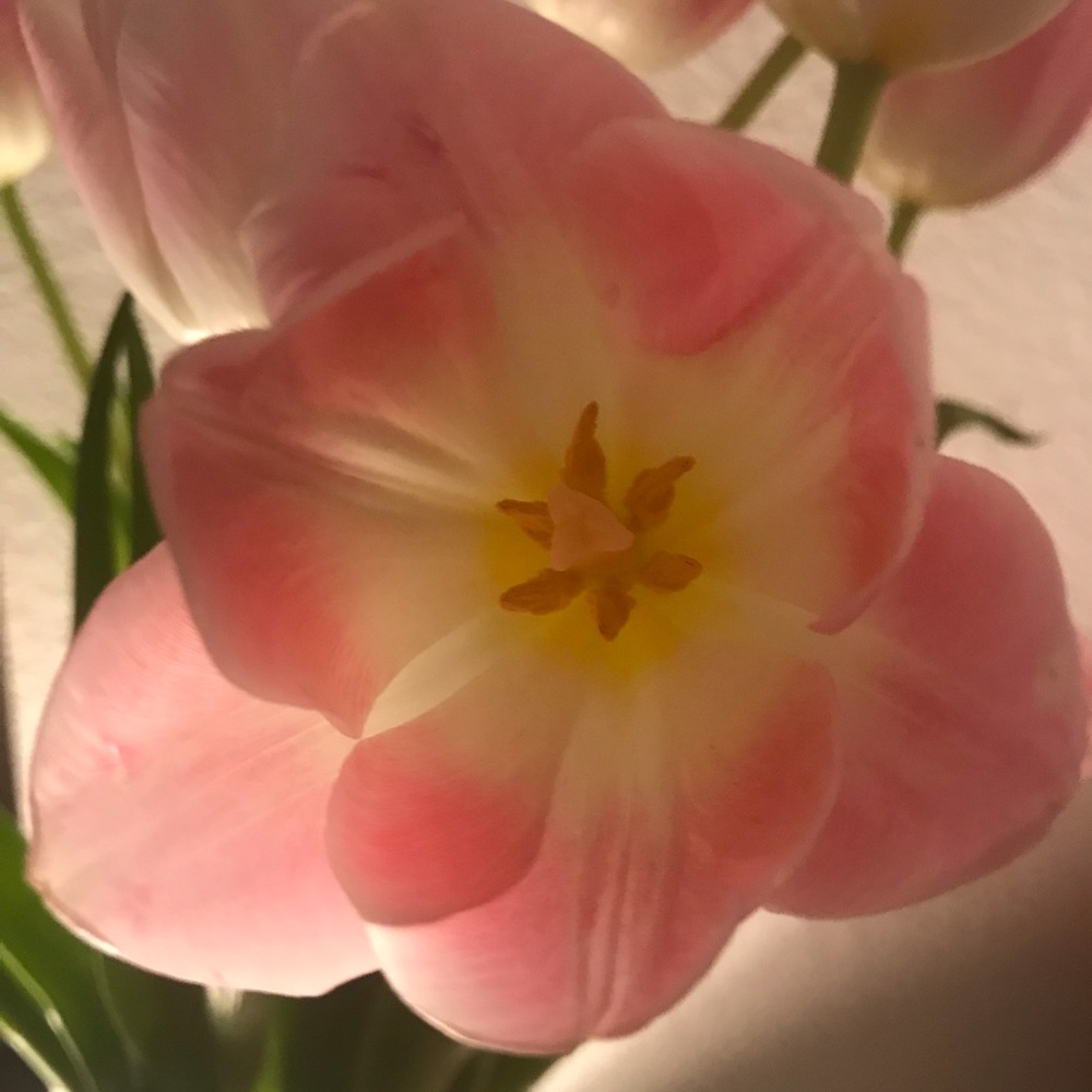 Meet your Posher, Abbey